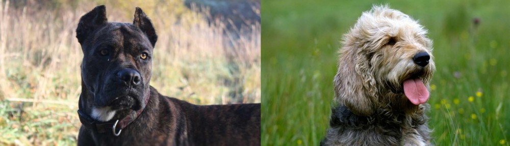 Otterhound vs Alano Espanol - Breed Comparison