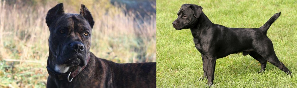 Patterdale Terrier vs Alano Espanol - Breed Comparison