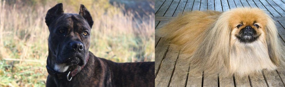 Pekingese vs Alano Espanol - Breed Comparison