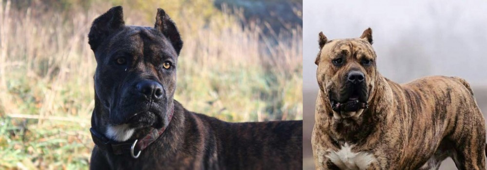 Perro de Presa Canario vs Alano Espanol - Breed Comparison