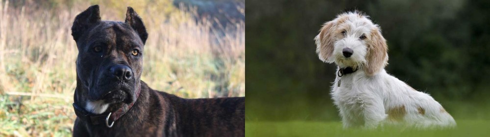 Petit Basset Griffon Vendeen vs Alano Espanol - Breed Comparison