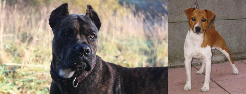 Plummer Terrier vs Alano Espanol - Breed Comparison