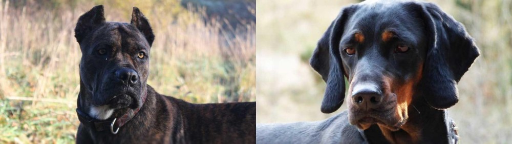 Polish Hunting Dog vs Alano Espanol - Breed Comparison