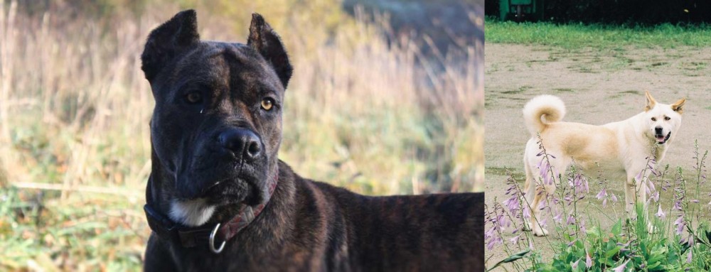 Pungsan Dog vs Alano Espanol - Breed Comparison