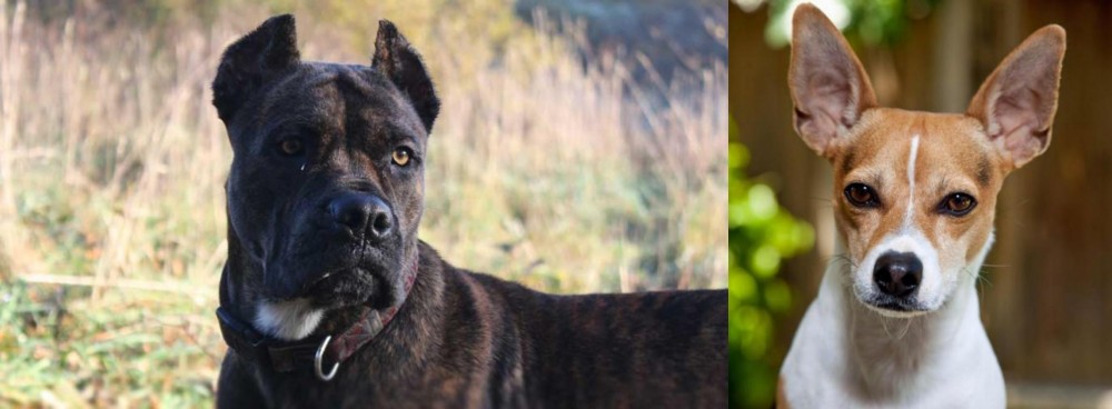 Rat Terrier vs Alano Espanol - Breed Comparison