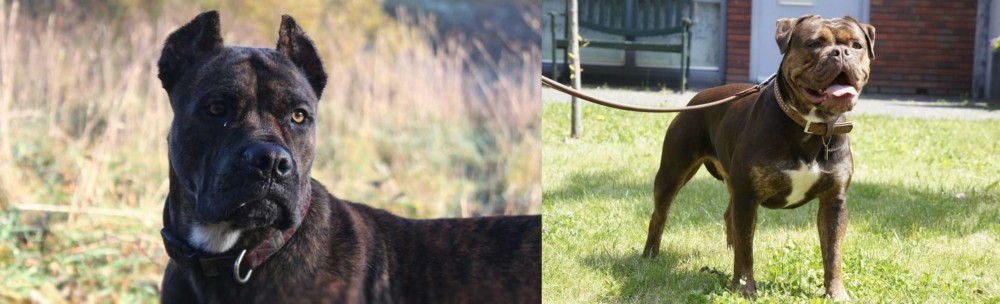 Renascence Bulldogge vs Alano Espanol - Breed Comparison