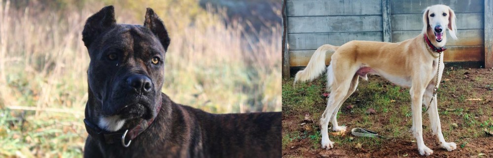 Saluki vs Alano Espanol - Breed Comparison