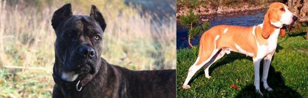 Schweizer Laufhund vs Alano Espanol - Breed Comparison