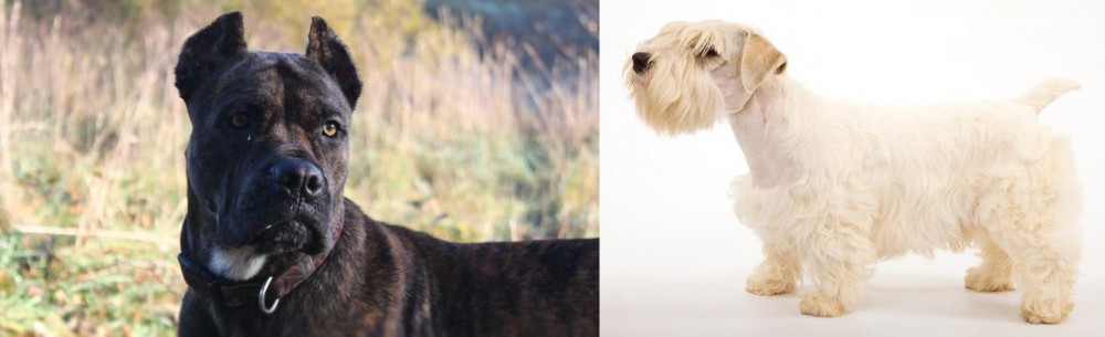 Sealyham Terrier vs Alano Espanol - Breed Comparison