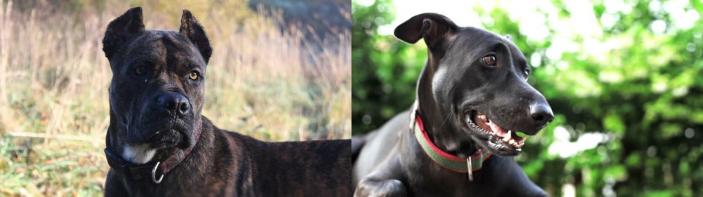 Shepard Labrador vs Alano Espanol - Breed Comparison