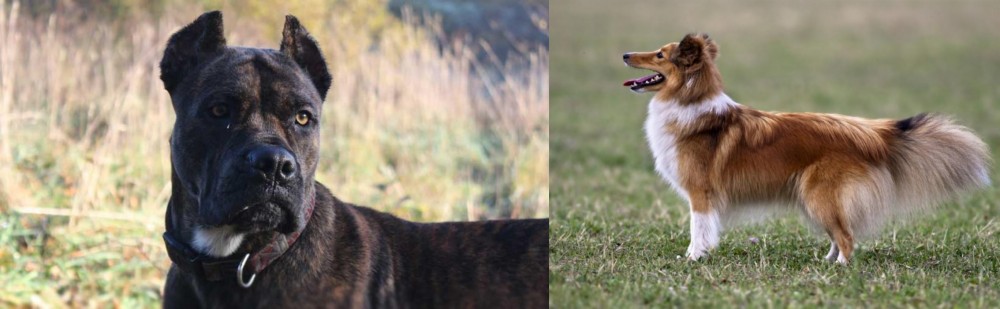 Shetland Sheepdog vs Alano Espanol - Breed Comparison