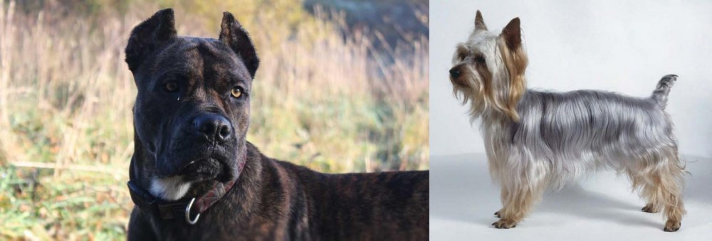 Silky Terrier vs Alano Espanol - Breed Comparison