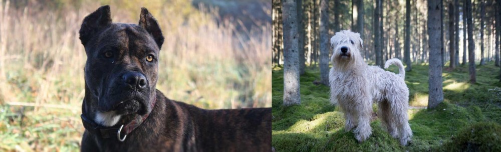 Soft-Coated Wheaten Terrier vs Alano Espanol - Breed Comparison