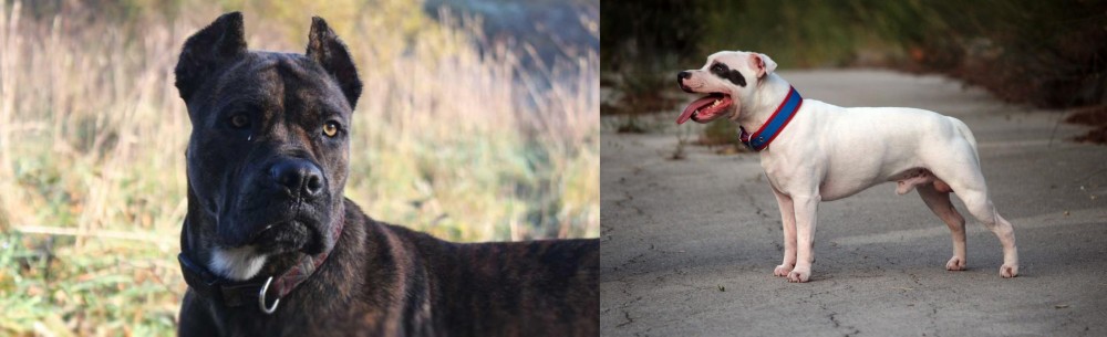 Staffordshire Bull Terrier vs Alano Espanol - Breed Comparison