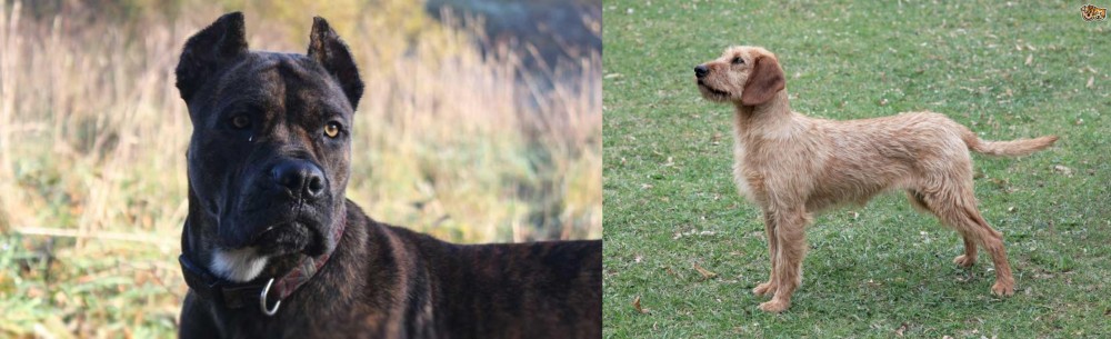 Styrian Coarse Haired Hound vs Alano Espanol - Breed Comparison