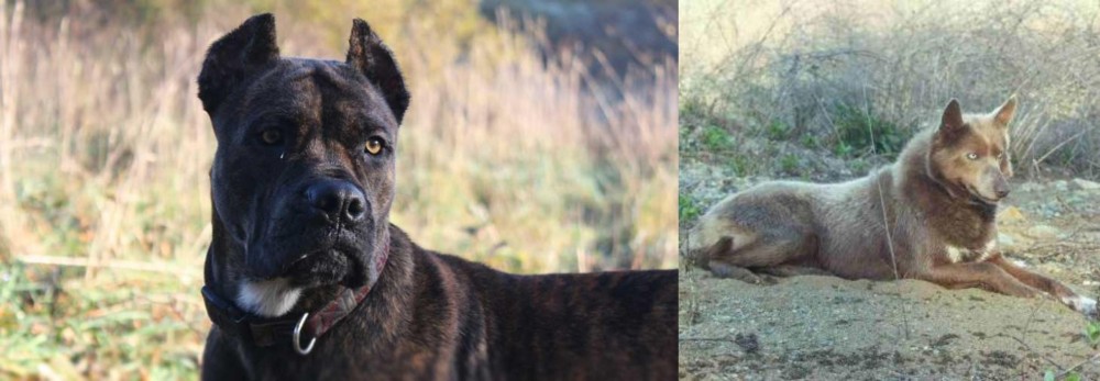 Tahltan Bear Dog vs Alano Espanol - Breed Comparison