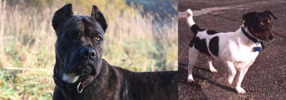Teddy Roosevelt Terrier vs Alano Espanol - Breed Comparison