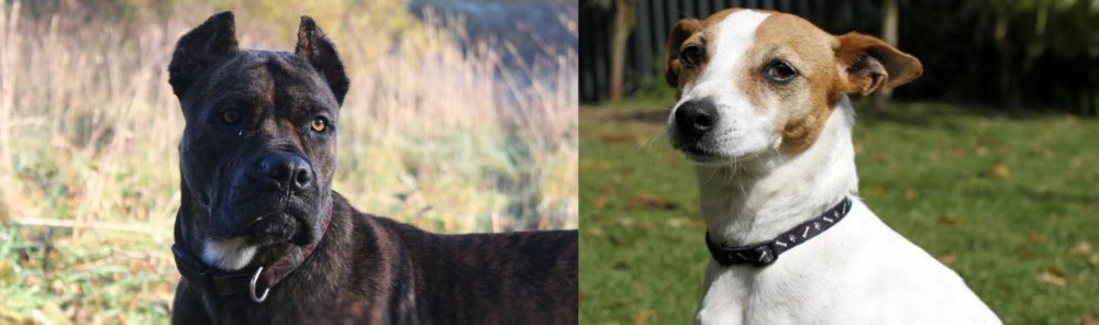Tenterfield Terrier vs Alano Espanol - Breed Comparison