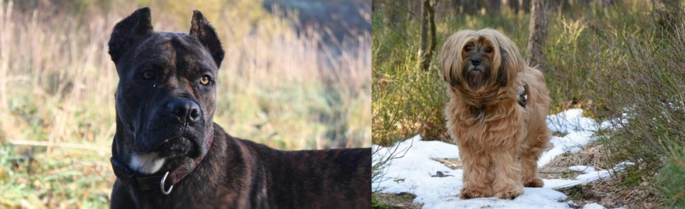 Tibetan Terrier vs Alano Espanol - Breed Comparison