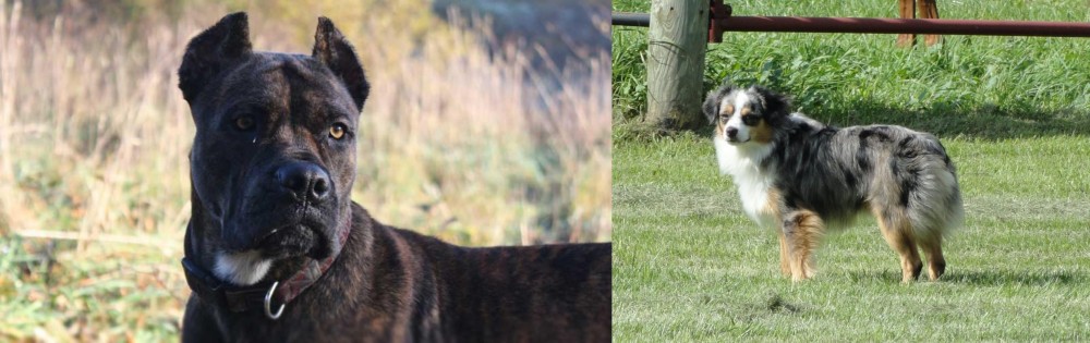 Toy Australian Shepherd vs Alano Espanol - Breed Comparison
