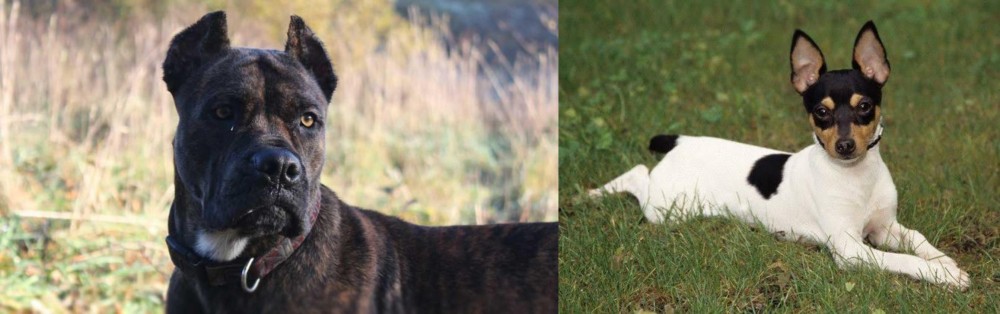 Toy Fox Terrier vs Alano Espanol - Breed Comparison
