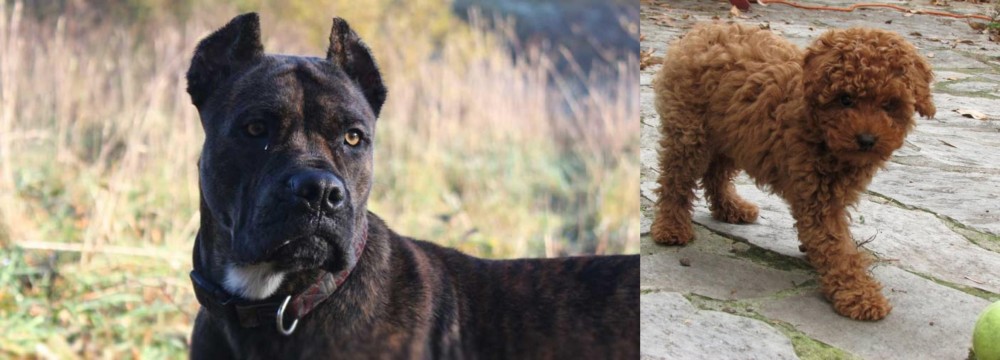 Toy Poodle vs Alano Espanol - Breed Comparison