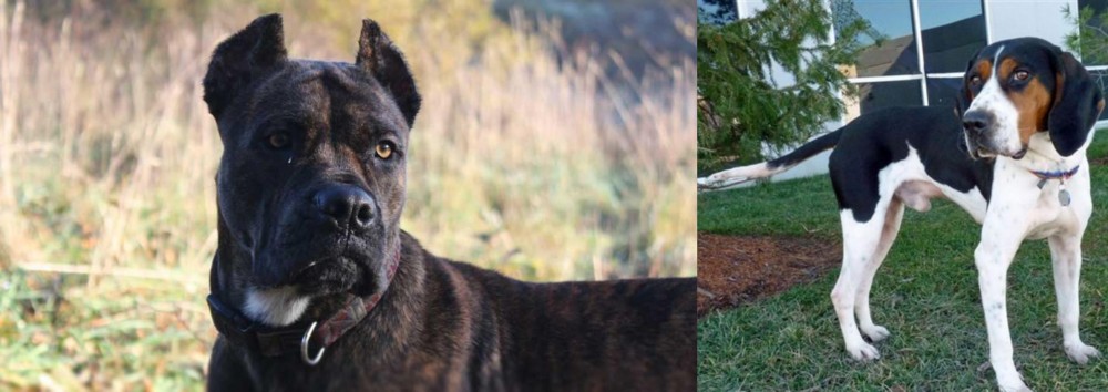 Treeing Walker Coonhound vs Alano Espanol - Breed Comparison