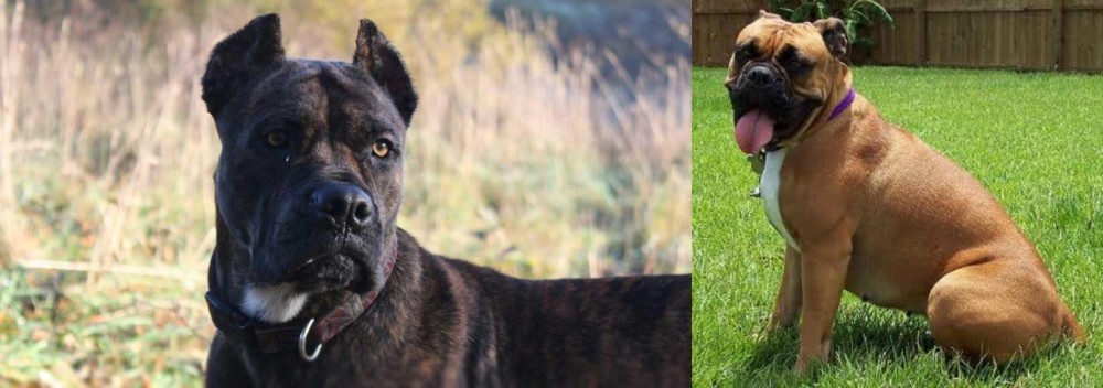 Valley Bulldog vs Alano Espanol - Breed Comparison