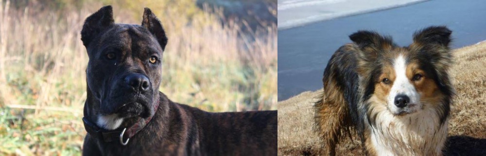 Welsh Sheepdog vs Alano Espanol - Breed Comparison