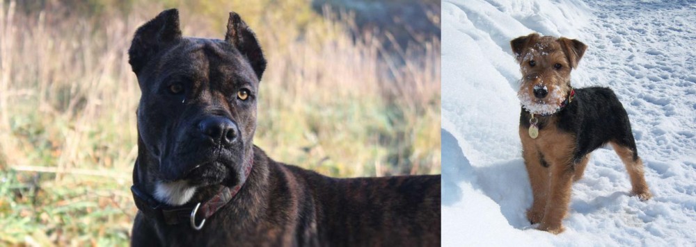 Welsh Terrier vs Alano Espanol - Breed Comparison