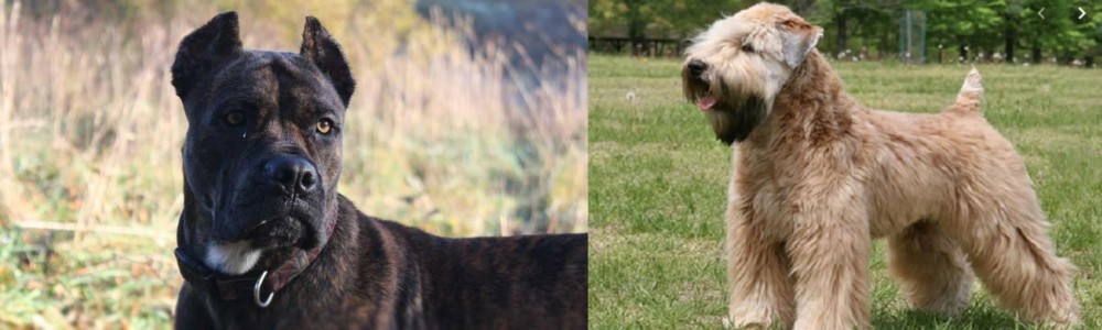 Wheaten Terrier vs Alano Espanol - Breed Comparison