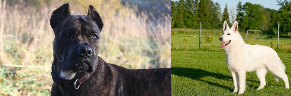 White Shepherd vs Alano Espanol - Breed Comparison