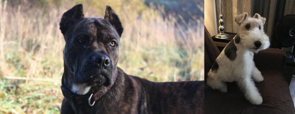 Wire Haired Fox Terrier vs Alano Espanol - Breed Comparison