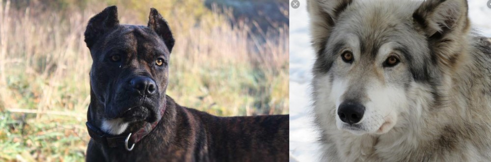 Wolfdog vs Alano Espanol - Breed Comparison