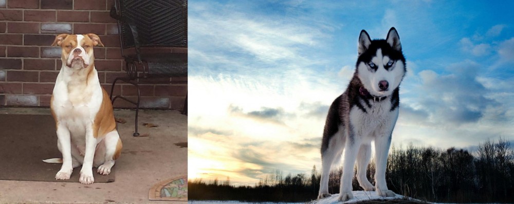 Alaskan Husky vs Alapaha Blue Blood Bulldog - Breed Comparison