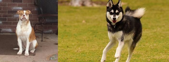 Alaskan Klee Kai vs Alapaha Blue Blood Bulldog - Breed Comparison