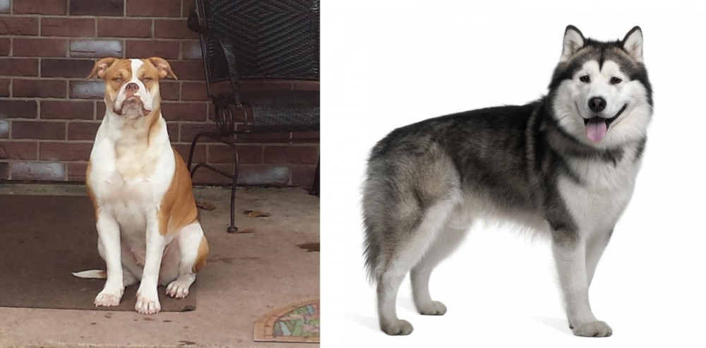 Alaskan Malamute vs Alapaha Blue Blood Bulldog - Breed Comparison