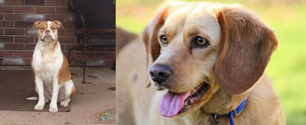 Beago vs Alapaha Blue Blood Bulldog - Breed Comparison