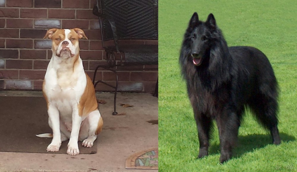 Belgian Shepherd Dog (Groenendael) vs Alapaha Blue Blood Bulldog - Breed Comparison