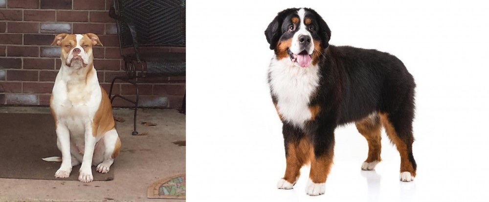 Bernese Mountain Dog vs Alapaha Blue Blood Bulldog - Breed Comparison