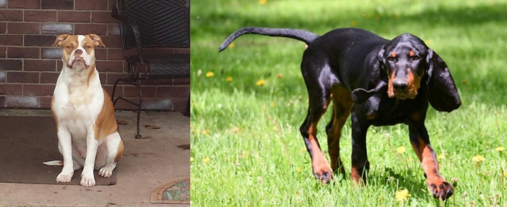 Black and Tan Coonhound vs Alapaha Blue Blood Bulldog - Breed Comparison
