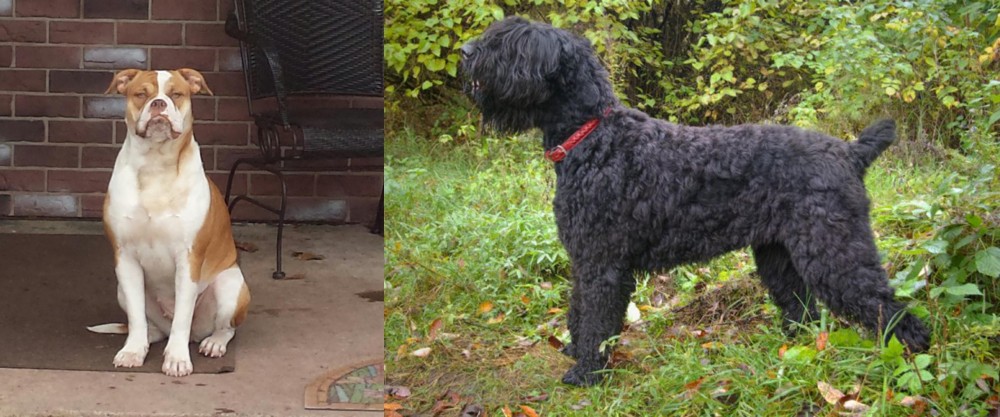 Black Russian Terrier vs Alapaha Blue Blood Bulldog - Breed Comparison