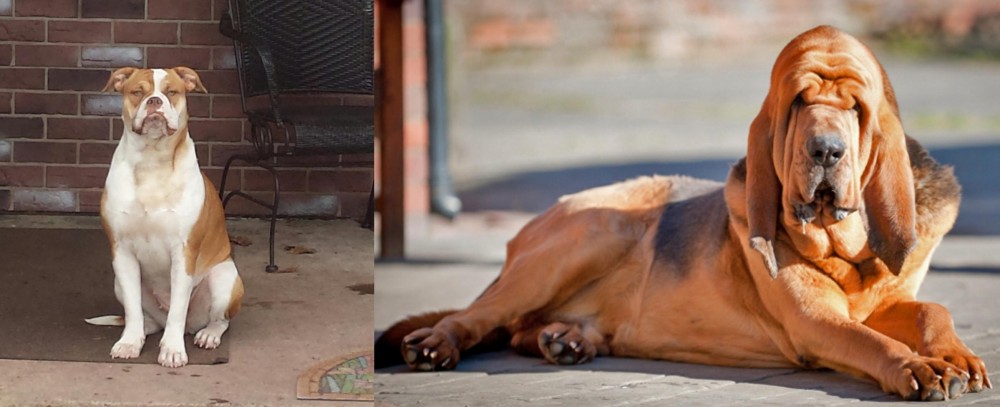 Bloodhound vs Alapaha Blue Blood Bulldog - Breed Comparison
