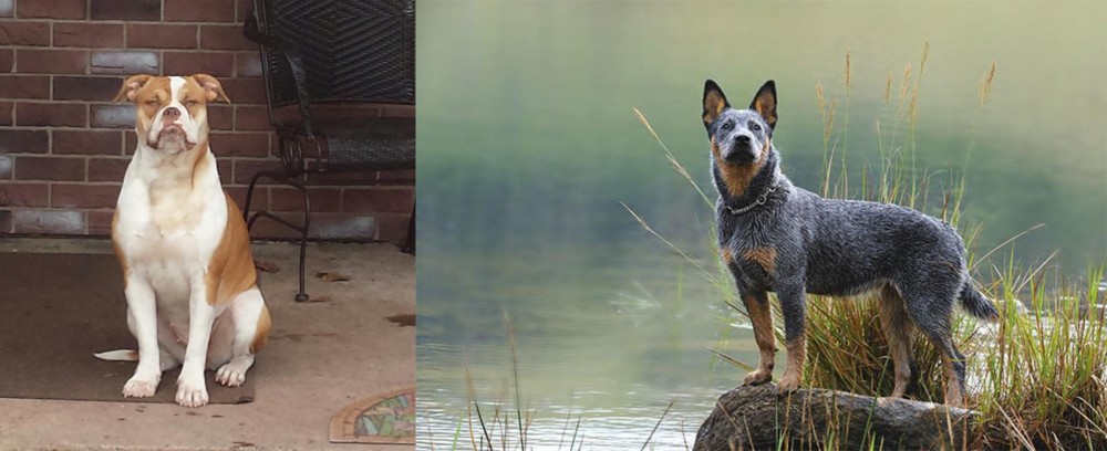 Blue Healer vs Alapaha Blue Blood Bulldog - Breed Comparison