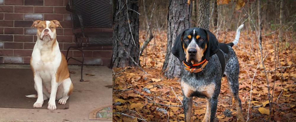 Bluetick Coonhound vs Alapaha Blue Blood Bulldog - Breed Comparison