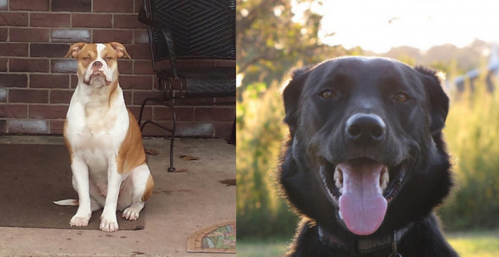 Borador vs Alapaha Blue Blood Bulldog - Breed Comparison