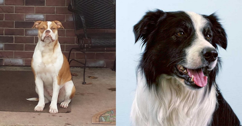 Border Collie vs Alapaha Blue Blood Bulldog - Breed Comparison