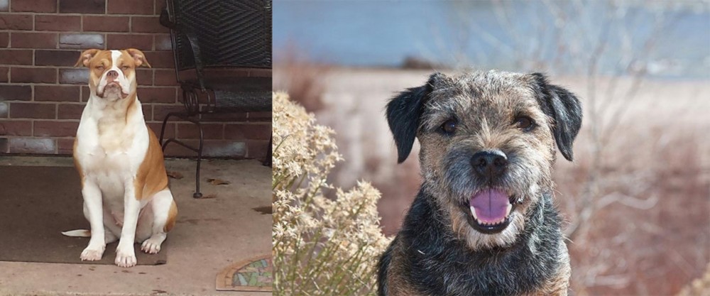 Border Terrier vs Alapaha Blue Blood Bulldog - Breed Comparison