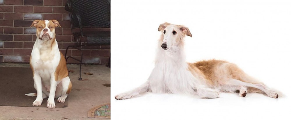 Borzoi vs Alapaha Blue Blood Bulldog - Breed Comparison