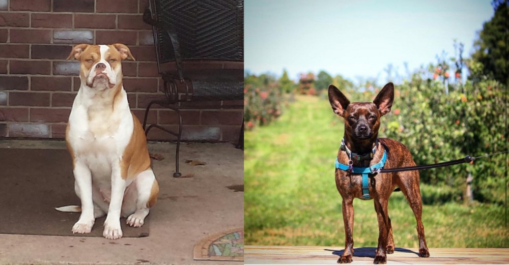 Bospin vs Alapaha Blue Blood Bulldog - Breed Comparison